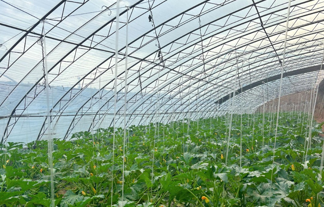 �����߲˴��ｨ����Ŀ�ɱ�����