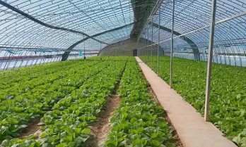 ������ͬ�߲˴��￹�������ȱ��